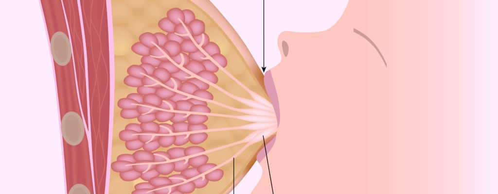 The 4 stages the breast produces milk for lactation at birth