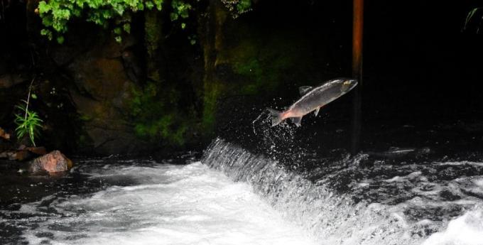 Įdomūs faktai apie vandens gyvūnus, kurių reikia išmokyti savo vaikus