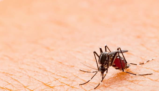 Wie man Virusfieber effektiv von Dengue-Fieber unterscheidet