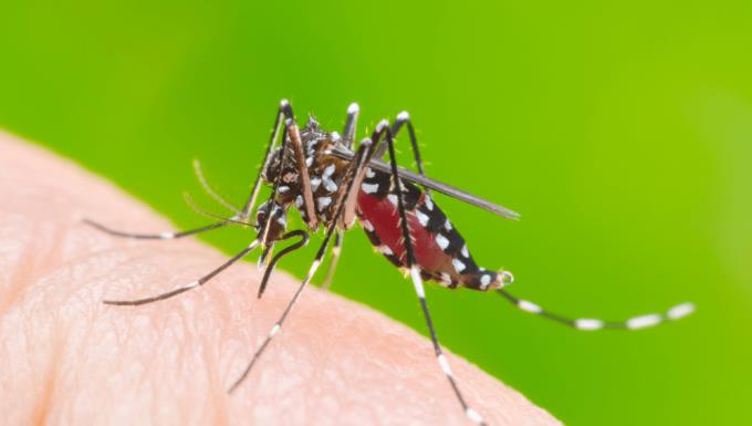 Pro správnou péči o děti rozlišujte tyfus a horečku dengue
