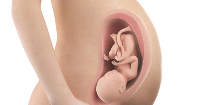 Seznamte se s dělohou a změnami během těhotenství