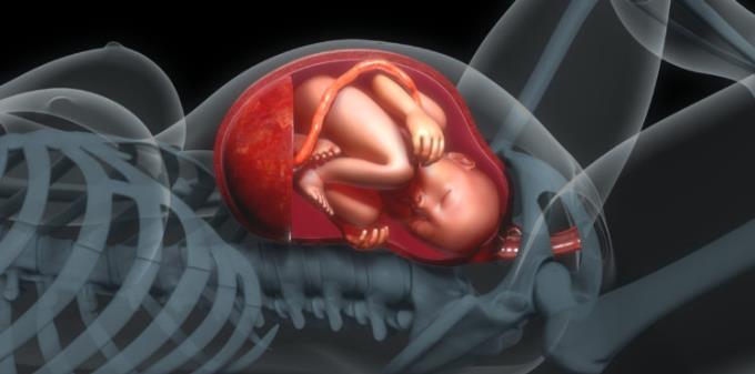 دور الرحم في الجسم وأثناء الحمل