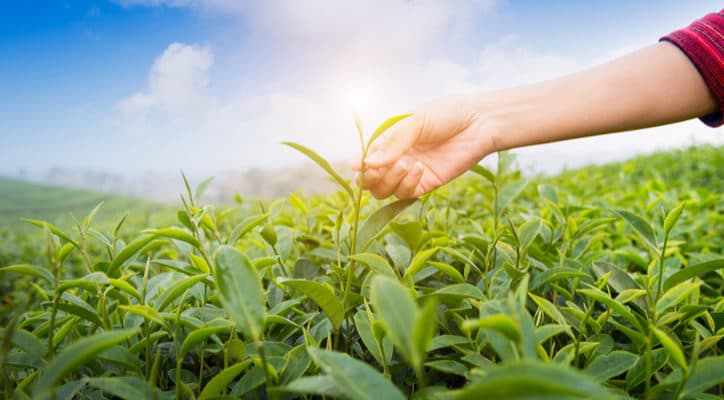 Jak zelený čaj zvyšuje plodnost?