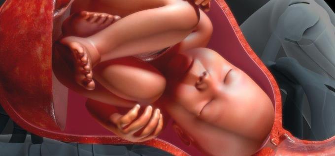 Qual è la placenta?  Ha davvero rovinato l'effetto di mangiare la placenta