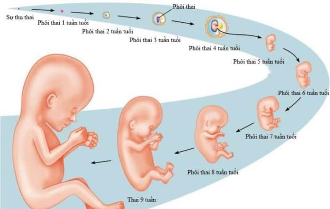 懷孕和胎兒發育的工作怎麼樣？
