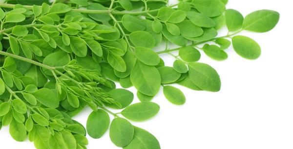 Moringa nije opcija za trudnice