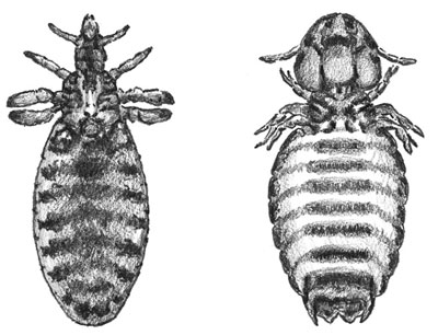 Comment contrôler les parasites externes sur vos chèvres