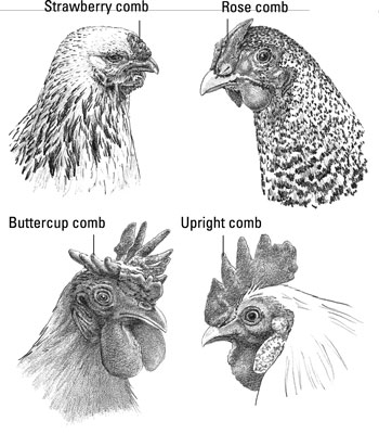 Les parties dune tête et dun cou de poulet