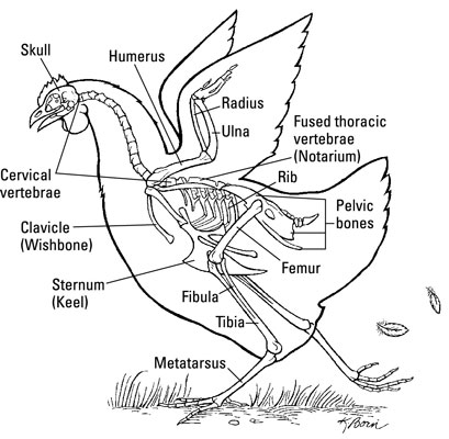 Le squelette dun poulet