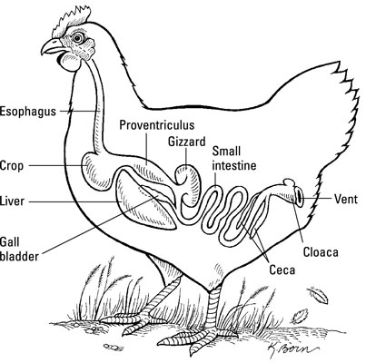 El sistema digestivo de un pollo