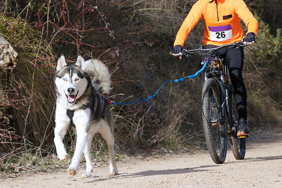 10 grandes actividades para perros esquimales siberianos