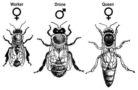 Cómo identificar las 3 castas de abejas