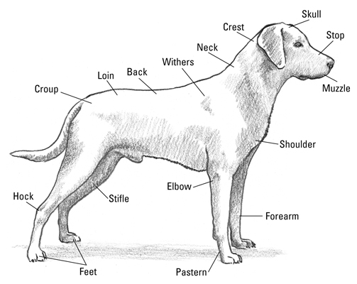 Labrador Retrievers For aFamilyToday Cheat Sheet