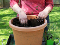 Jardinage en conteneur : comment planter des légumes en pot