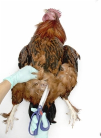 Necropsia de un pollo: los órganos internos