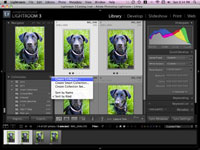 كيفية إعداد مجموعات من صور كلبك داخل Lightroom
