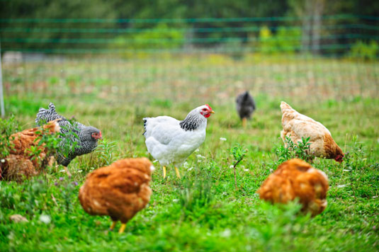 Comportamientos de los pollos en un jardín