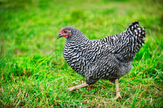 Cómo elegir las razas de pollos adecuadas para sus necesidades de jardinería