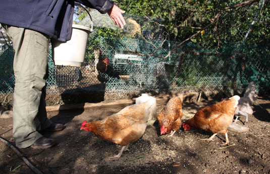 Tâches quotidiennes, hebdomadaires, mensuelles et semi-annuelles pour prendre soin de vos poulets