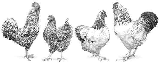 7 catégories de races de poulet