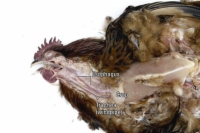 Necropsia de un pollo: cabeza, cuello, articulaciones y nervios