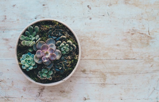 Comment faire pousser et prendre soin des plantes succulentes