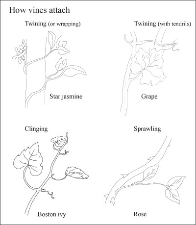 Considere las enredaderas para su paisaje