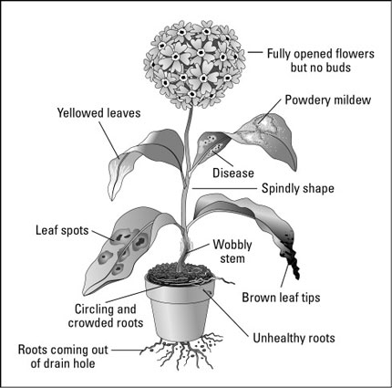 Comprobación de enfermedades / angustia al comprar plantas de interior