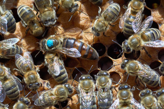 Quest-ce qui fait quune reine des abeilles est une reine ?