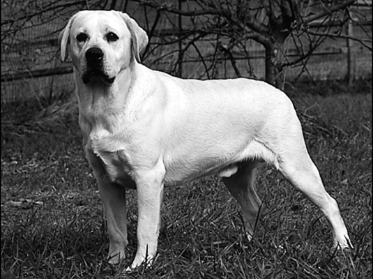 المستردون اللابرادور: معيار AKC Breed