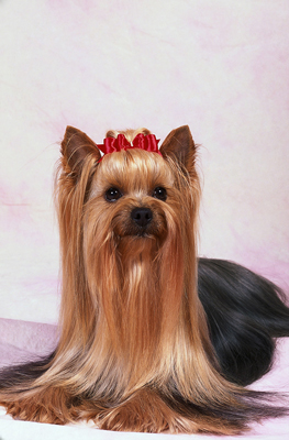 Peinados Para Yorkshire Terrier