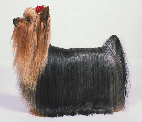 Yorkshire Terriers: el estándar de la raza AKC