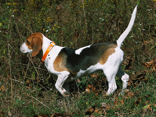 Espectáculos y concursos para tu Beagle