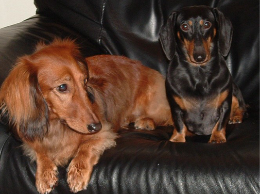 خصائص مصغرة لل Dachshund