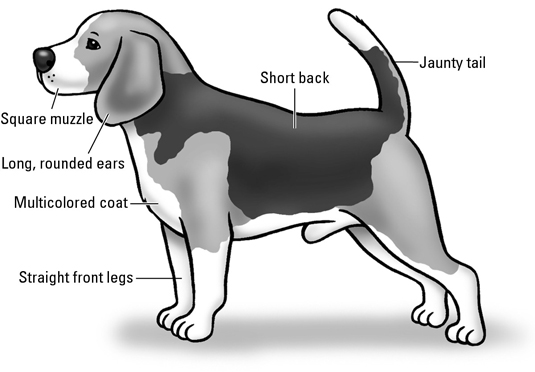 Beagles: el estándar de la raza AKC