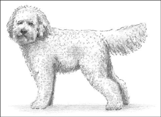 الكلاب المصممة: Oodles of Poodles