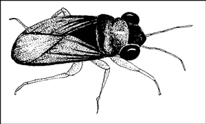 Nützliche Insekten im Garten