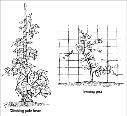 如何種植豆類和豌豆