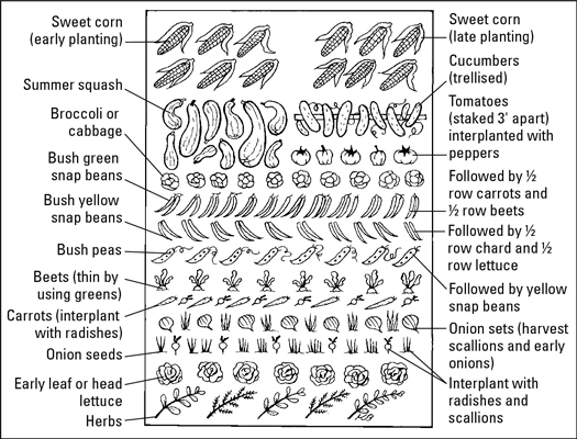 Cultiver des légumes par plantation de succession et jardinage au pied carré