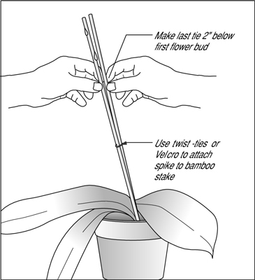 Comment tuteurer des orchidées en fleurs