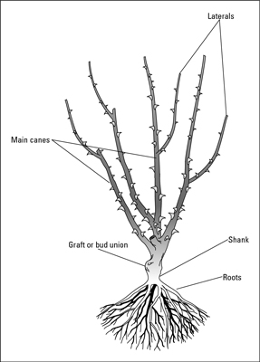 Cómo plantar rosas desnudas