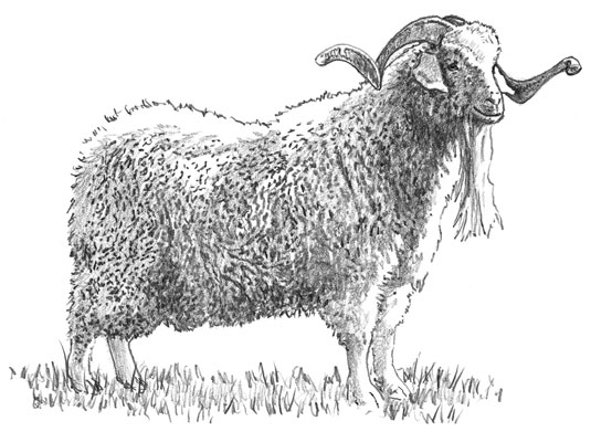اختيار سلالات الماعز للألياف