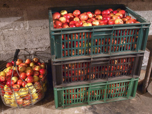 Homesteading: Cómo preparar alimentos para almacenamiento en frío