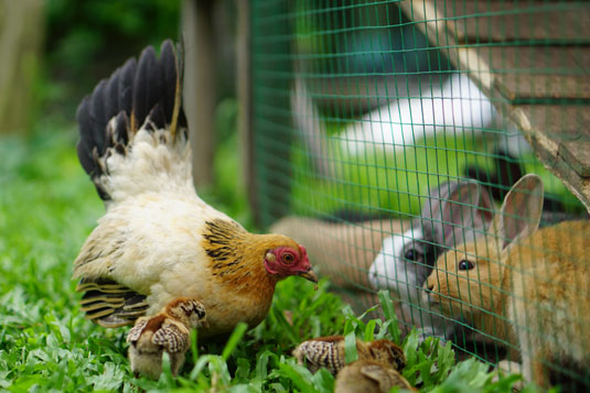 Au-delà des poulets : du bétail pour votre ferme darrière-cour