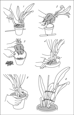 Cómo trasplantar una orquídea