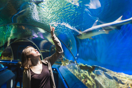 10 grands aquariums publics deau salée