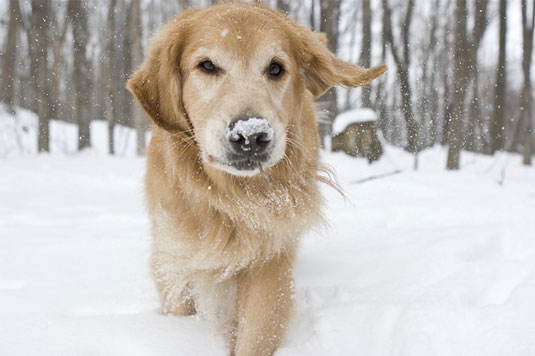 Cómo tomar fotografías de perros en la nieve