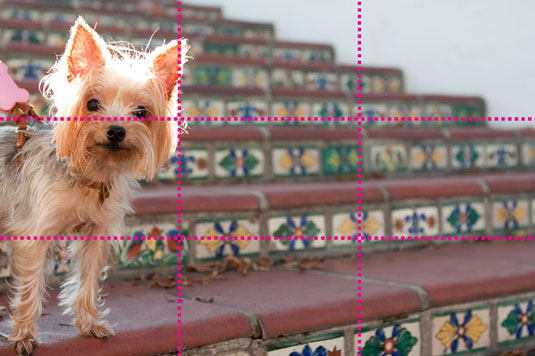 Siga la regla de los tercios al fotografiar perros