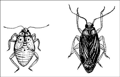 Les insectes qui endommagent votre jardin