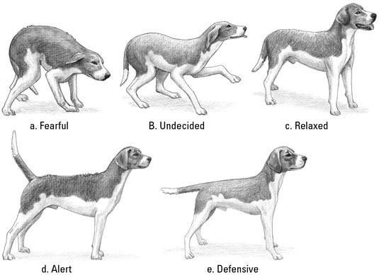 Entendiendo el lenguaje corporal de tu cachorro